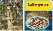 Organic silk : অসমৰ জৈৱিক মুগা ৰেচমৰ সম্ভাৱনা আৰু প্ৰয়োগিক দিশসমূহ  Organic silk : অসমৰ জৈৱিক মুগা ৰেচমৰ সম্ভাৱনা আৰু প্ৰয়োগিক দিশসমূহ