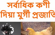 আটাইতকৈ বেছি কণী দিয়া উল্লেখযোগ্য ৮ টা কুকুৰাৰ প্ৰজাতি-