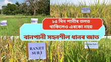 Flood tolerant Paddy : বানপ্ৰৱণ পথাৰত এই ধানকেইবিধৰ খেতি কৰক