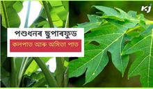 Papaya and Banana Leaf: পশুধনৰ ছুপাৰ ফুড হিচাপে কলপাত আৰু অমিতাৰ পাত Papaya and Banana Leaf: পশুধনৰ ছুপাৰ ফুড হিচাপে কলপাত আৰু অমিতাৰ পাত