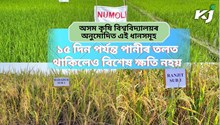 Flood tolerant Paddy : এই ধানবোৰৰ বীজৰ বাবে যোগাযোগ কৰক উল্লিখিত নম্বৰত