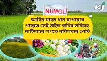 Early cultivation : দূৰদৰ্শী মন এটা লৈ আগতীয়াকৈ কৰক নুমলী ধানৰ খেতি
