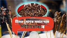 Cockroach Farming : চীনত ১০০ তকৈয়ো অধিক আছে পঁইতাচোৰাৰ ফাৰ্ম Cockroach Farming : চীনত ১০০ তকৈয়ো অধিক আছে পঁইতাচোৰাৰ ফাৰ্ম