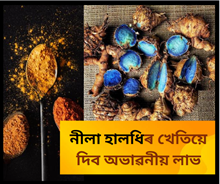 নীলা হালধিৰ খেতি কৰকঃ এক কিলোৰ দাম ৩ হাজাৰ টকা পৰ্যন্ত