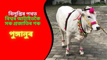বিলুপ্তিৰ পথত বিশ্বৰ আটাইতকৈ সৰু প্ৰজাতিৰ গৰু বিলুপ্তিৰ পথত বিশ্বৰ আটাইতকৈ সৰু প্ৰজাতিৰ গৰু