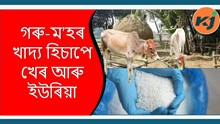 Home Making Animal Feed : গৰু-ম’হৰ খাদ্য হিচাপে খেৰ আৰু ইউৰিয়া Home Making Animal Feed : গৰু-ম’হৰ খাদ্য হিচাপে খেৰ আৰু ইউৰিয়া