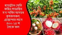 Rambutan : জানো আঁহক নতুন ফলবিধৰ কৃষি পদ্ধতি আৰু লাভালাভসমূহৰ বিষয়ে