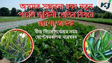 বহি:ৰাজ্যত চৰকাৰী চাকৰি এৰিও চাকৰিয়ালে কৰিছে জুকিনিৰ খেতি