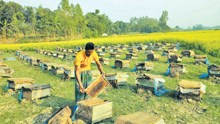 Mustard with Bee farming : সৰিয়হ খেতিৰ লগত কেনেকৈ কৰিব মৌ-পালন