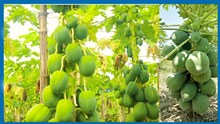 Best Variety of Papaya: অমিতাৰ  উন্নত জাতটো নিৰ্বাচন কৰিবলৈ পঢ়ক এই প্ৰবন্ধ
