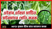 Peas Farming Time : মটৰ খেতিৰ সময় আৰু ইয়াৰ অৰ্থনৈতিক লাভালাভসমূহ