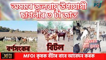 Best Goat Breed : অসমৰ জলবায়ু উপযোগী ছাগলীৰ ৩ টা জাত  Best Goat Breed : অসমৰ জলবায়ু উপযোগী ছাগলীৰ ৩ টা জাত