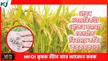 Paddy  : ধানৰ লেচেৰিকটা পোকৰ সমস্যা কেনেকৈ নিৰাময় কৰিব কৃষকসকলে!