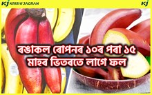 Red Banana Benefit : ৰঙাকলৰ ব্যৱসায়িক আৰু স্বাস্থ্যৰ লাভালাভসমূহ
