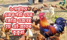 Rainbow Rooster : ৰেইনবো ৰুষ্টাৰ কুকুৰা পালন লাভান্বিত হৈছে নলবাৰীৰ কুকুৰা পালক Rainbow Rooster : ৰেইনবো ৰুষ্টাৰ কুকুৰা পালন লাভান্বিত হৈছে নলবাৰীৰ কুকুৰা পালক