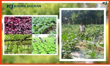 Rabi crops harvest : ৰবি শস্য চপোৱাৰ আগৰ আৰু পিছৰ ব্যৱস্থাসমূহ 