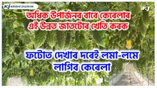 New Variety bitter gourd : অধিক উপাৰ্জনৰ বাবে কেৰেলাৰ এই উন্নত জাতটোৰ খেতি কৰক