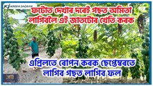 Best variety of Papaya : এপ্ৰিলতে ৰোপন কৰক ছেপ্তেম্বৰতে লাগিব গছত লাগিব ফল