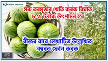 Taiwanese mini watermelon : সৰু তৰমূজৰ খেতি কৰক বিঘাত ৮-৯ টনকৈ উৎপাদন কৰক