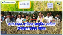 ধান খেতিৰ পৰা ভাল উপাৰ্জন কৰিবলৈ ধানৰ এই জাতকেইটাৰ খেতি কৰক