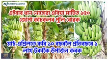এইবাৰ ধান নোহোৱা এবিঘা মাটিত ১৫০ জোপা কাচকলৰ খেতি কৰক