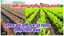Turmeric Farming : এইবাৰ বাম মাটি এক-দুই বিঘাত হালধি খেতি কৰক