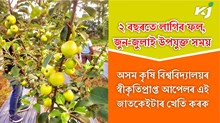 এইবাৰ এবিঘা মাটিত অসম কৃষি বিশ্ববিদ্যালয়ৰ স্বীকৃতিপ্ৰাপ্ত আপেলৰ এই জাতকেইটাৰ খেতি কৰক