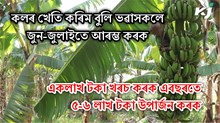 G9 banana : একলাখ টকা খৰচ কৰক এবছৰতে ৫-৬ লাখ টকা উপাৰ্জন কৰক