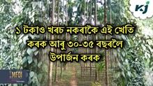 ১ টকাও খৰচ নকৰাকৈ এই খেতি কৰক আৰু ৩০-৩৫ বছৰলৈ উপাৰ্জন কৰক