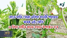 After flood farming : বানে মাৰি যোৱা এবিঘা ধাননী পথাৰত কৰক এই খেতি