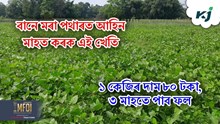 Black Gram Farming Time : বানে মৰা পথাৰত আহিন মাহত কৰক এই খেতি 