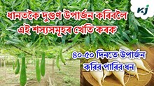 Robi Crop: ধানতকৈ দুগুণ উপাৰ্জন কৰিবলৈ এই শস্যসমূহৰ খেতি কৰক