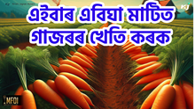 Carrot Farming : ৬০-৭০ দিনত যিমান খৰচ কৰিব তাৰ দুগুণ উপাৰ্জন হ'ব