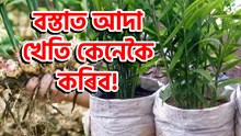 Ginger Farming new tips : কম ঠাইতে বস্তাত আদা খেতি কেনেকৈ কৰিব!