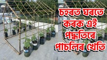 Urban Farming New Tips : চহৰত ঘৰতে কৰক এই পদ্ধতিৰে পাচলিৰ খেতি Urban Farming New Tips : চহৰত ঘৰতে কৰক এই পদ্ধতিৰে পাচলিৰ খেতি