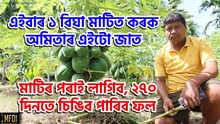 SWAPNA F1 PAPAYA  : মাটিৰ পৰাই লাগিব, ২৭০ দিনতে চিঙিব পাৰিব ফল