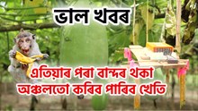 এতিয়াৰ পৰা বান্দৰ উপদ্ৰৱ থকা অঞ্চলতো কৰিব পাৰিব খেতি এতিয়াৰ পৰা বান্দৰ উপদ্ৰৱ থকা অঞ্চলতো কৰিব পাৰিব খেতি