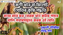 বানৰ বাবে ৰুৱ নোৱৰা ধান কটাৰ পাছৰ খালি পথাৰসমূহত কৰক এই খেতি