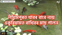 Ornamental Fish Farming : লখিমপুৰত খাবৰ বাবে নহয় একুৰিয়ামত ৰাখিবৰ মাছ পালন Ornamental Fish Farming : লখিমপুৰত খাবৰ বাবে নহয় একুৰিয়ামত ৰাখিবৰ মাছ পালন