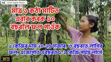 Valina farming : মাত্ৰ ১ কঠা মাটিত এবাৰ কৰক ১০ বছৰলৈ ফল পাওঁক