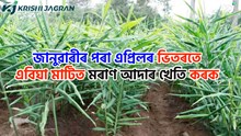 জানুৱাৰীৰ পৰা এপ্ৰিলৰ ভিতৰতে  এবিঘা মাটিত মৰাণ আদাৰ খেতি কৰক