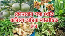 Profitable Crop Farming : কোনবোৰ শস্য খেতি কৰিলে অধিক লাভান্বিত হ’ব Profitable Crop Farming : কোনবোৰ শস্য খেতি কৰিলে অধিক লাভান্বিত হ’ব