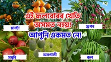 অসমত মাল্টা, ড্ৰেগন, কমলা, আপেল, আম, ভেনিলা, মধুৰি, কল আদিৰ খেতি নহয়! অসমত মাল্টা, ড্ৰেগন, কমলা, আপেল, আম, ভেনিলা, মধুৰি, কল আদিৰ খেতি নহয়!