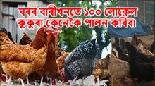Local Murgi Farming : বাৰীখনতে ১০০ লোকেল  কুকুৰা কেনেকৈ পালন কৰিব!   Local Murgi Farming : বাৰীখনতে ১০০ লোকেল  কুকুৰা কেনেকৈ পালন কৰিব!