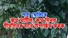 Golden Opportunity : পানৰ খেতিৰে অসমীয়া খেতিয়কৰ আয় দুগুণ কৰাৰ উপায়!