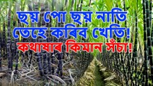 Sugarcane Farming : ছয় পো ছয় নাতি তেহে কৰিব খেতি! কথাষাৰ কিমান সঁচা!