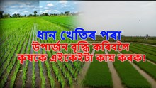 ধান খেতিৰ পৰা উপাৰ্জন বৃদ্ধি কৰিবলৈ কৃষকে এইকেইটা কাম কৰক! ধান খেতিৰ পৰা উপাৰ্জন বৃদ্ধি কৰিবলৈ কৃষকে এইকেইটা কাম কৰক!