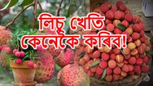 Litchi farming : ভালদৰে কৰিলে এজোপা লিচুত  ৬০-৭০ কেজি পৰ্যন্ত লাগে