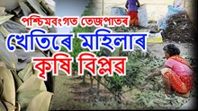 Bay leaf farming  : পশ্চিমবংগত তেজপাতৰ খেতিৰে মহিলাৰ কৃষি বিপ্লৱ