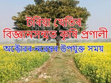 Toria Farming Tips & benefit :  টৰিয়া খেতিৰ বিজ্ঞানসন্মত কৃষি প্ৰণালী Toria Farming Tips & benefit :  টৰিয়া খেতিৰ বিজ্ঞানসন্মত কৃষি প্ৰণালী